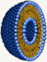 Lipid Structure