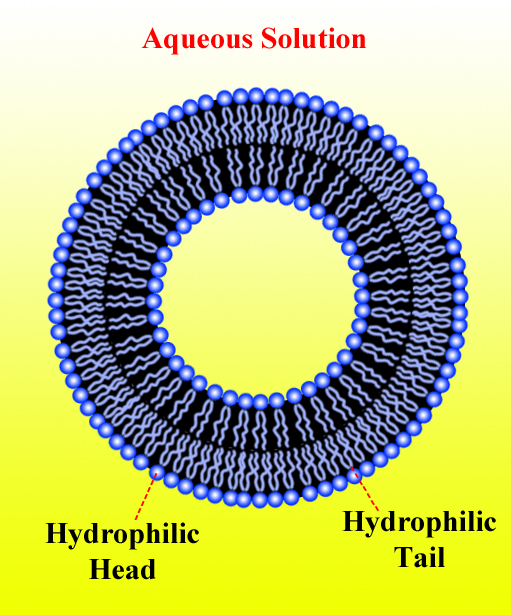 Lipid Structure