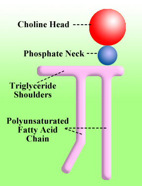 Lipid Structure